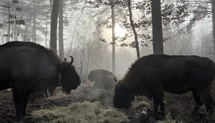 Bison in popular the Mist